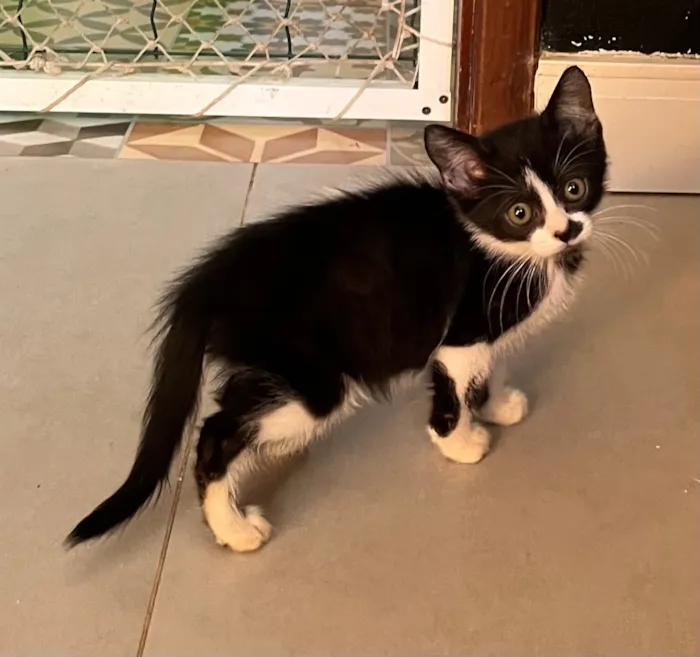 Gato raça SRD-ViraLata idade Abaixo de 2 meses nome Bebel