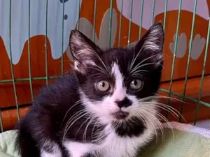 Gato raça SRD-ViraLata idade Abaixo de 2 meses nome Bebel