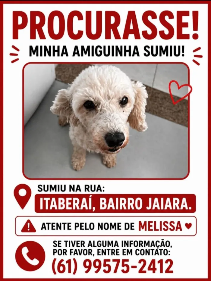 Cachorro raça Poodle idade 6 ou mais anos nome Melissa