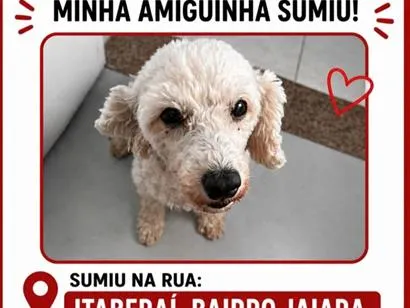 Cachorro raça Poodle idade 6 ou mais anos nome Melissa