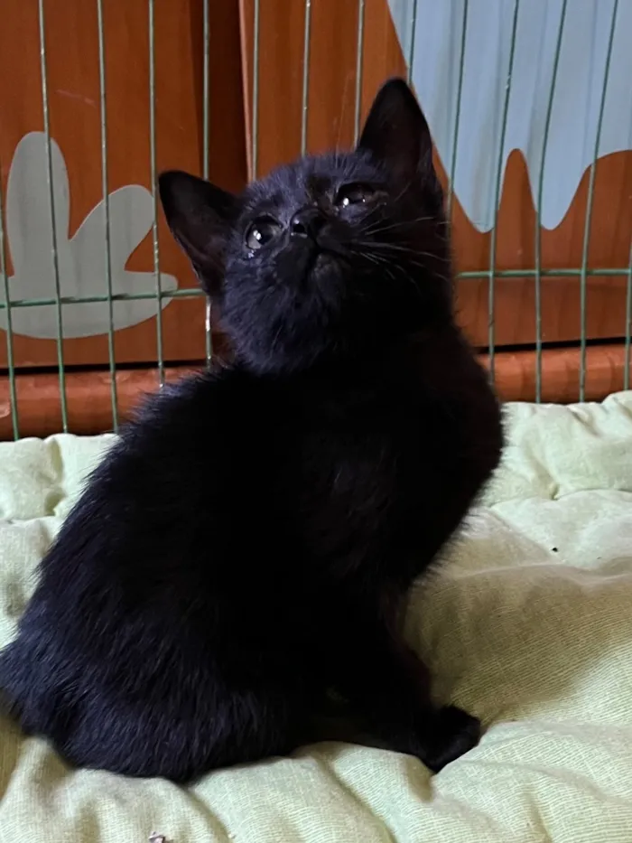 Gato raça SRD-ViraLata idade Abaixo de 2 meses nome Maria Eugênia