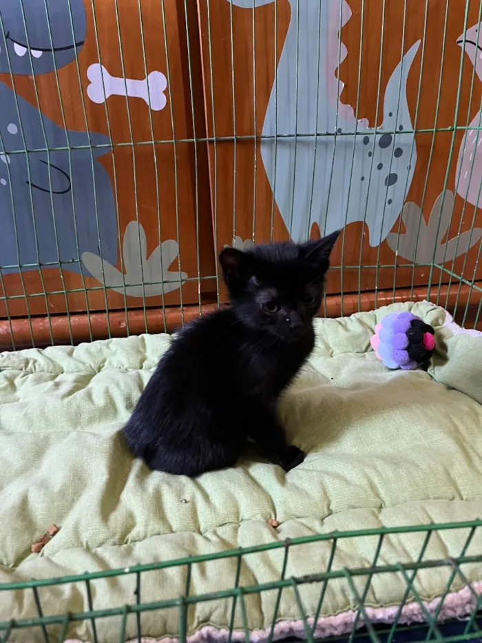 Gato raça SRD-ViraLata idade Abaixo de 2 meses nome Maria Eugênia