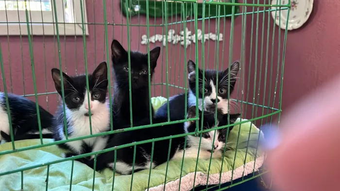 Gato raça SRD-ViraLata idade Abaixo de 2 meses nome Maria Eugênia