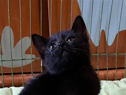 Gato raça SRD-ViraLata idade Abaixo de 2 meses nome Maria Eugênia