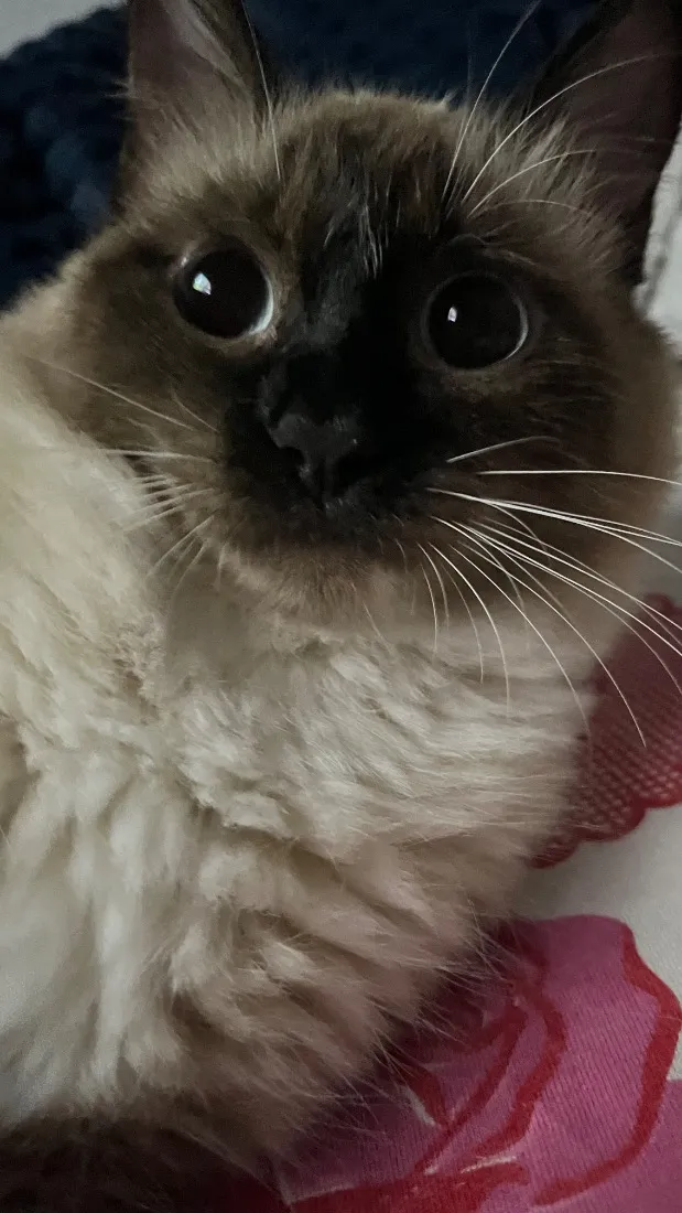 Gato raça Siamês idade 3 anos nome Ághata 