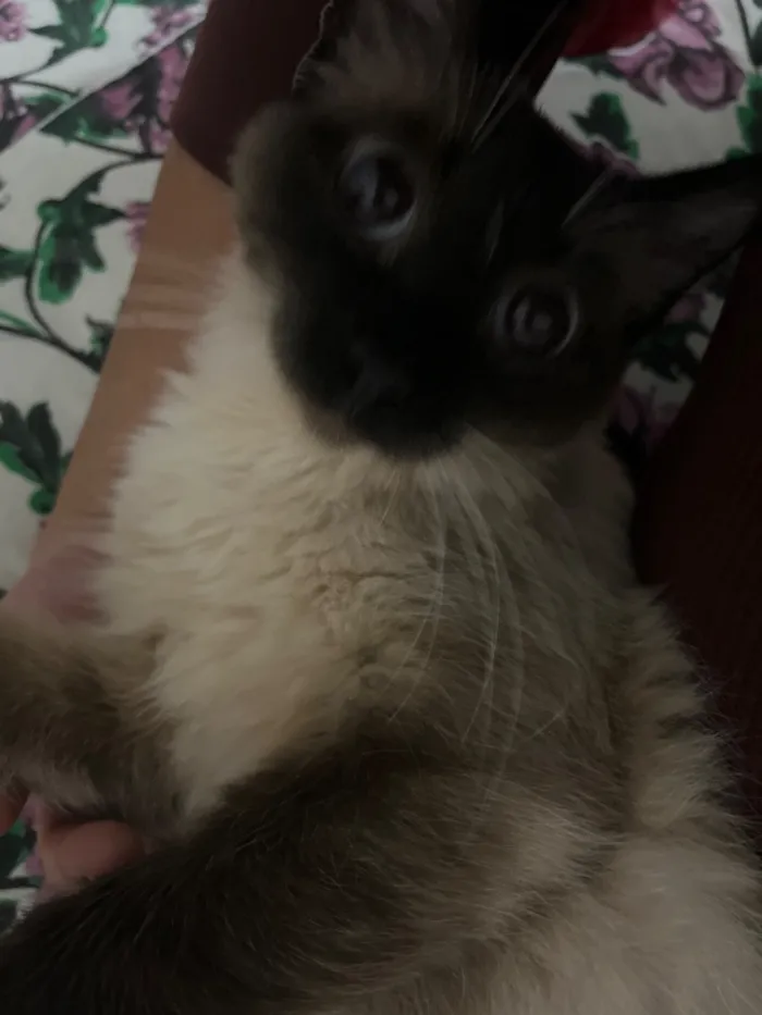 Gato raça Siamês idade 3 anos nome Ághata 