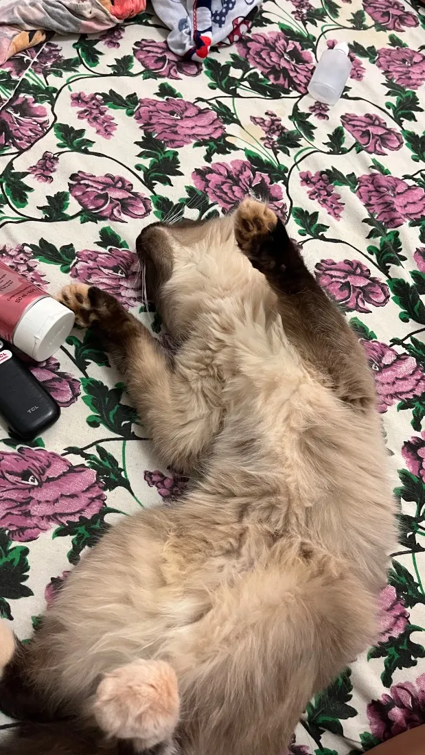 Gato raça Siamês idade 3 anos nome Ághata 