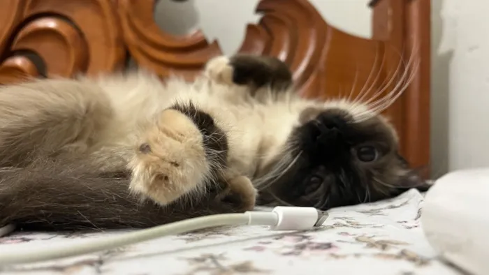 Gato raça Siamês idade 3 anos nome Ághata 
