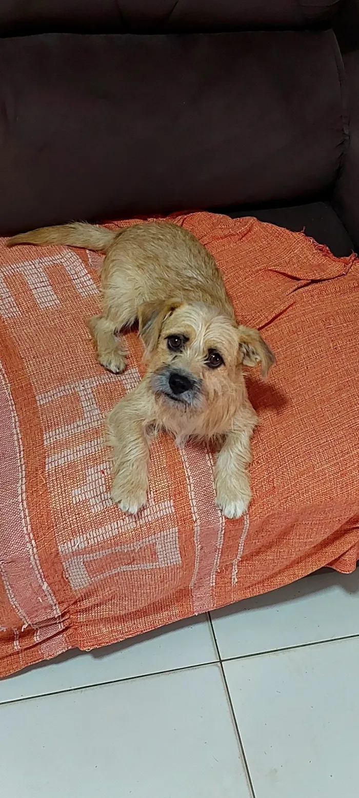 Cachorro raça SRD-ViraLata idade 1 ano nome Bella