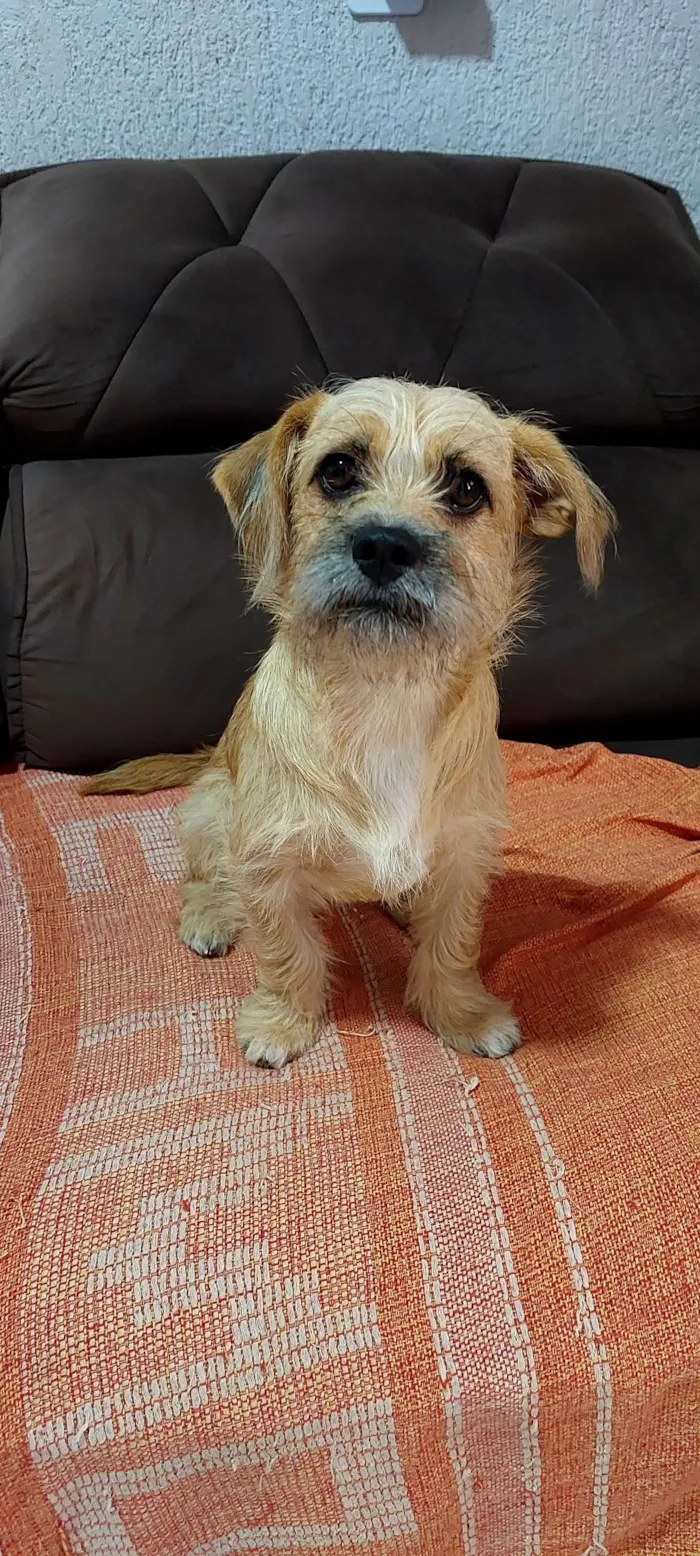 Cachorro raça SRD-ViraLata idade 1 ano nome Bella