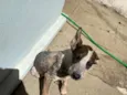 Chiquinha