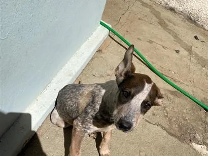Cachorro raça SRD-ViraLata idade 2 a 6 meses nome Chiquinha