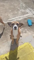rex