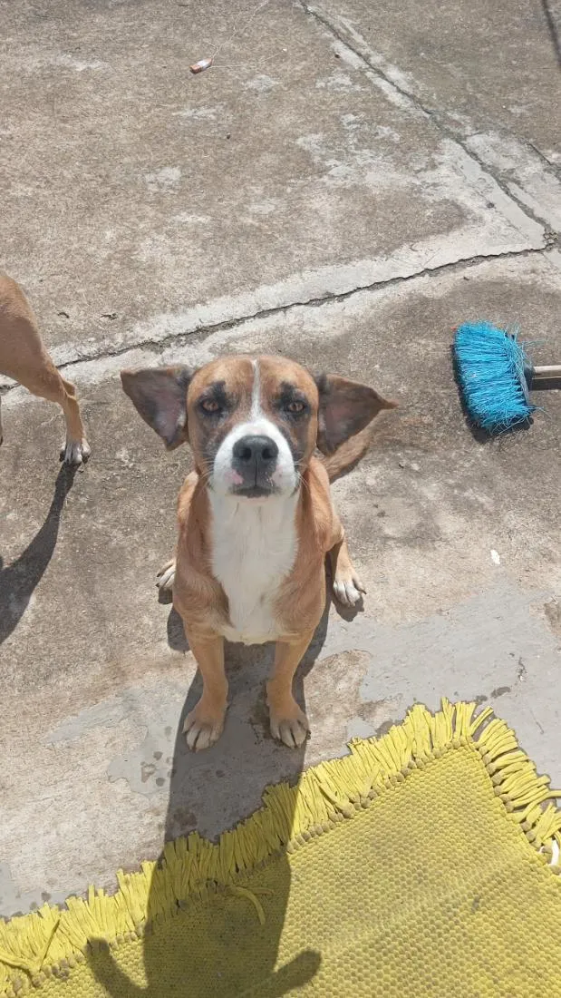 Cachorro raça SRD-ViraLata idade 3 anos nome rex
