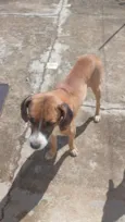 rex