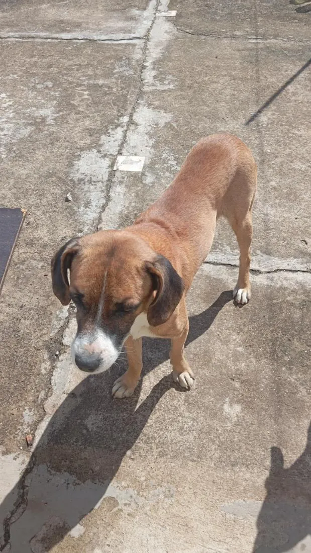 Cachorro raça SRD-ViraLata idade 3 anos nome rex