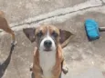 rex