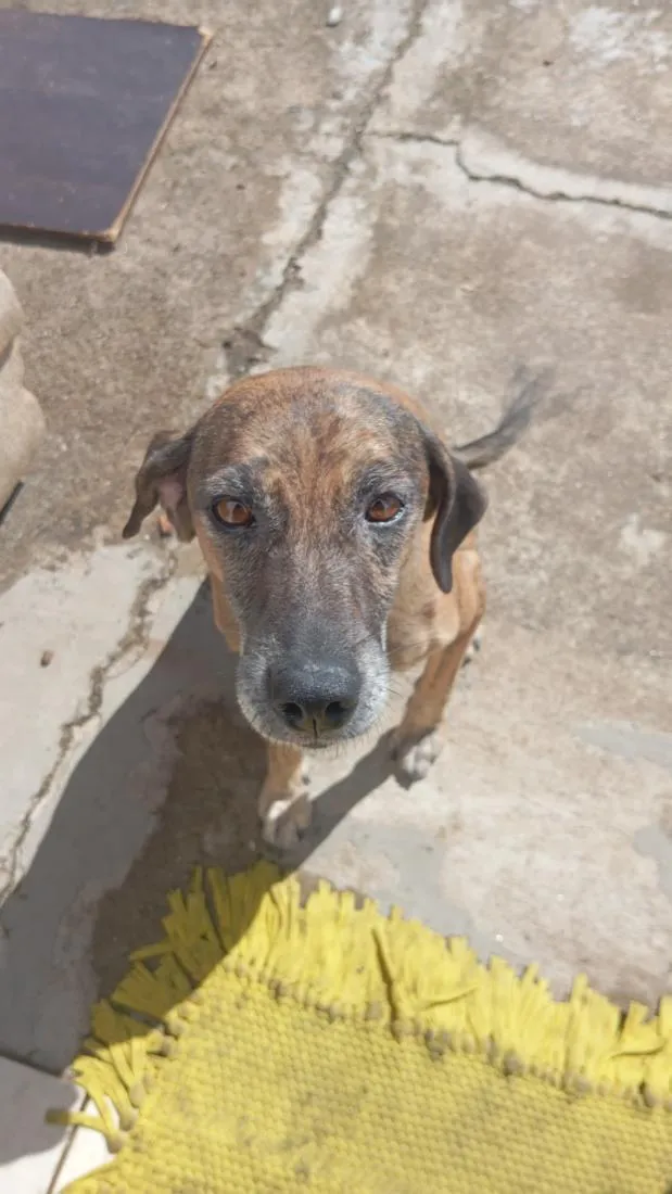 Cachorro raça SRD-ViraLata idade 3 anos nome Uzumaki