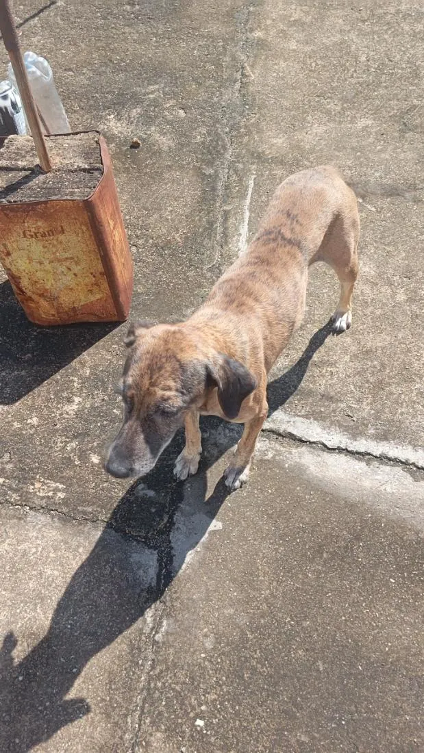 Cachorro raça SRD-ViraLata idade 3 anos nome Uzumaki