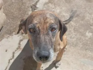 Cachorro raça SRD-ViraLata idade 3 anos nome Uzumaki