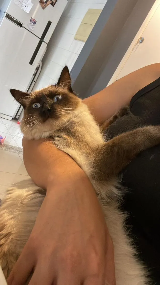 Gato raça Siamês idade 1 ano nome Madruga