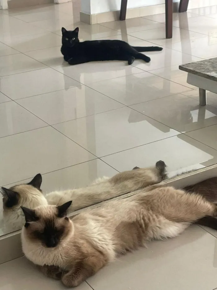 Gato raça Siamês idade 1 ano nome Madruga
