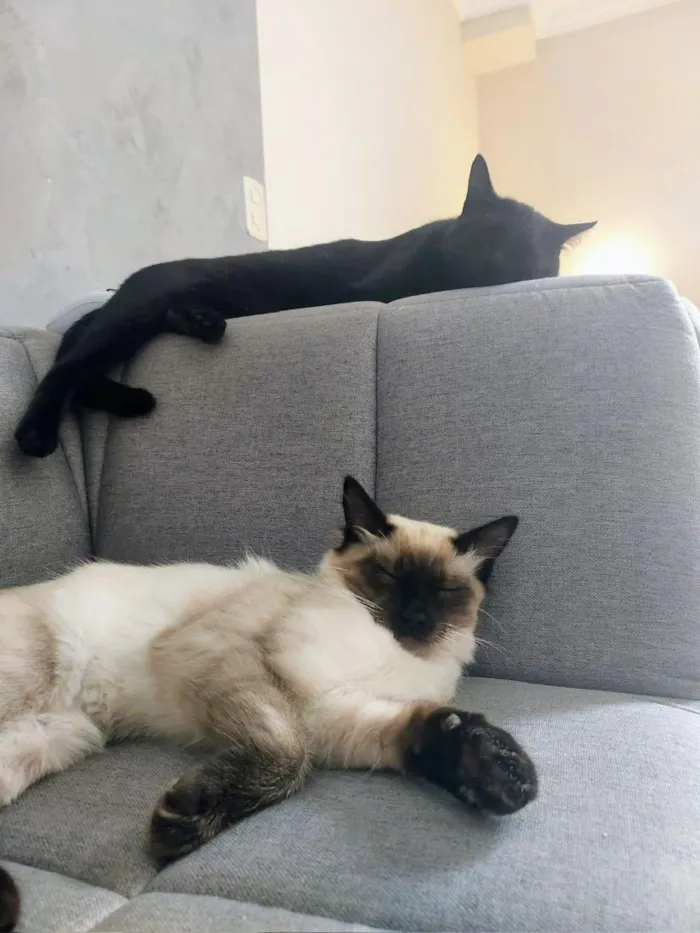 Gato raça Siamês idade 1 ano nome Madruga