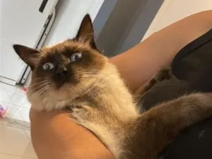 Gato raça Siamês idade 1 ano nome Madruga