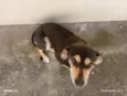 Diva