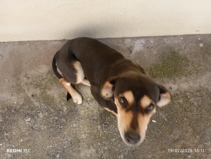 Cachorro raça SRD-ViraLata idade 6 ou mais anos nome Diva
