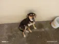 Diva