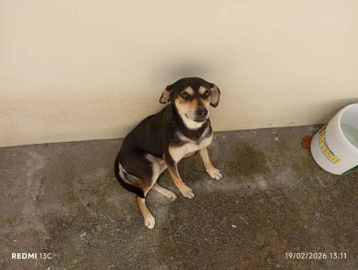 Cachorro raça SRD-ViraLata idade 6 ou mais anos nome Diva