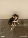 Diva