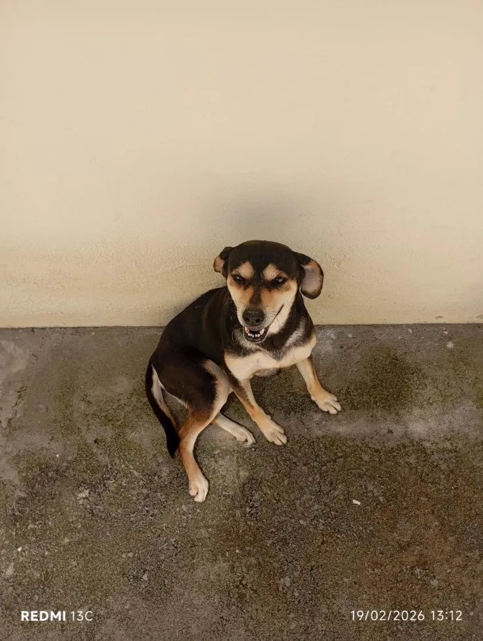 Cachorro raça SRD-ViraLata idade 6 ou mais anos nome Diva