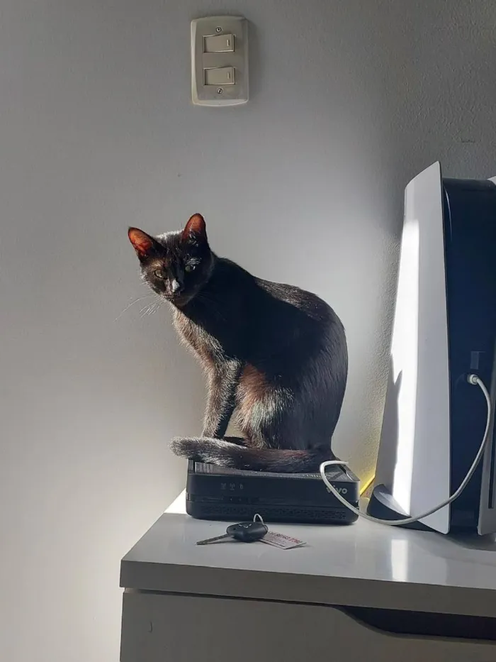 Gato raça SRD-ViraLata idade 2 anos nome Lua