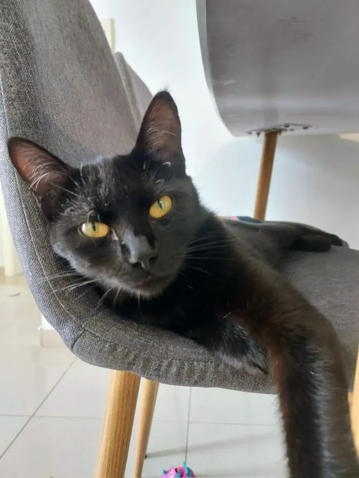 Gato raça SRD-ViraLata idade 2 anos nome Lua