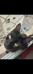 Lua