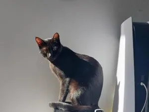 Gato raça SRD-ViraLata idade 2 anos nome Lua
