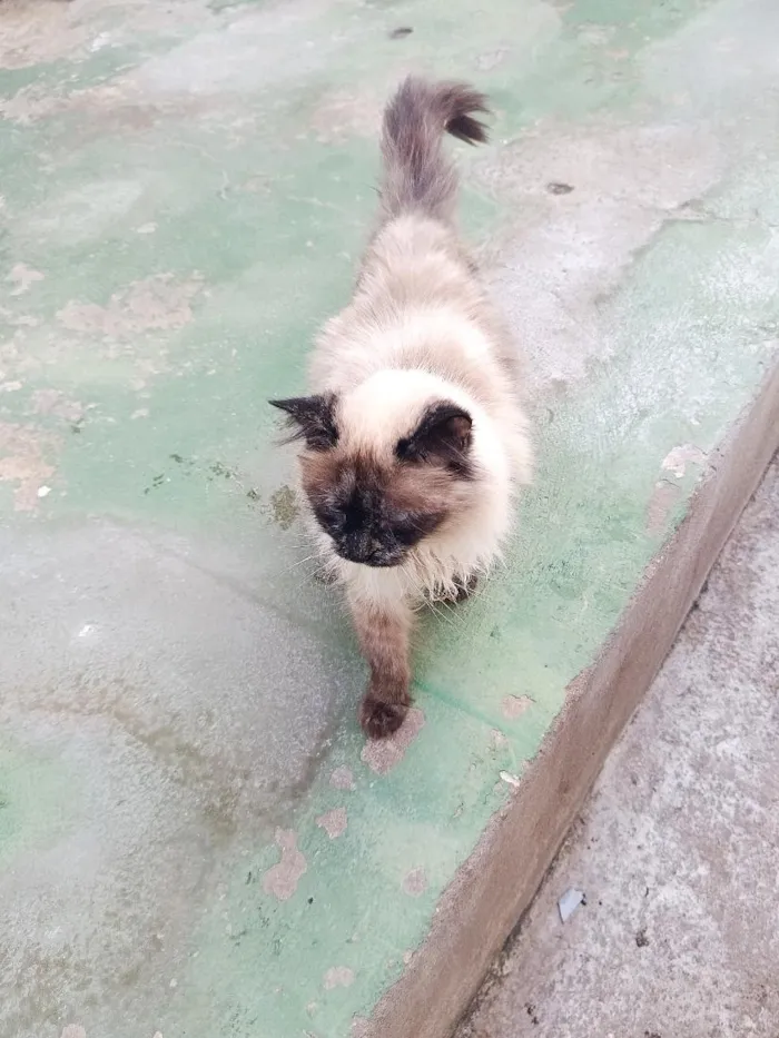 Gato raça Siamês idade 2 anos nome haruna