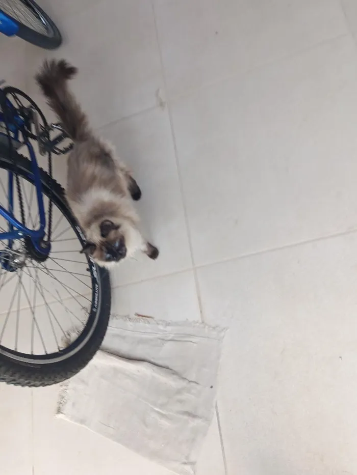 Gato raça Siamês idade 2 anos nome haruna