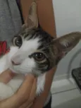 gato macho