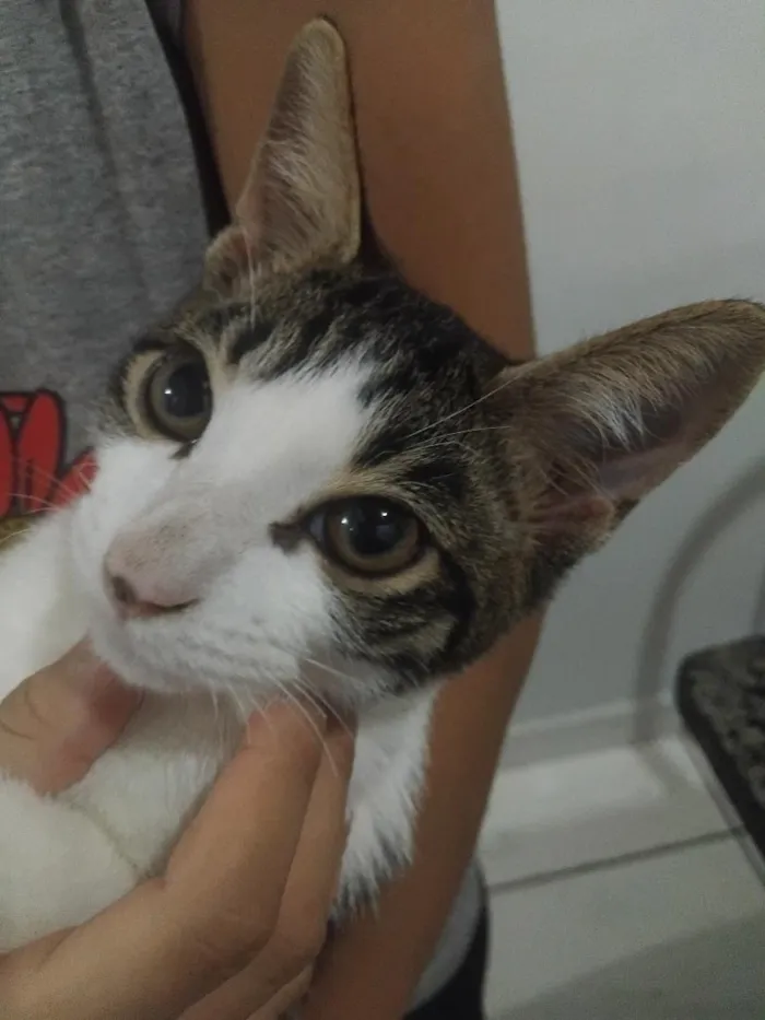 Gato raça SRD-ViraLata idade 2 a 6 meses nome gato macho