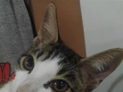 Gato raça SRD-ViraLata idade 2 a 6 meses nome gato macho