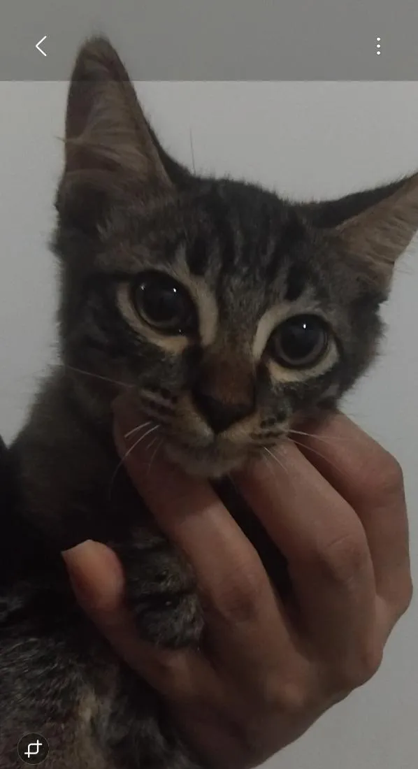 Gato raça SRD-ViraLata idade 2 a 6 meses nome Brasileirinho