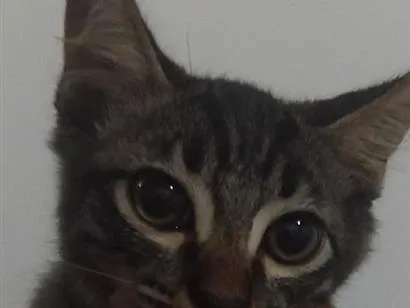 Gato raça SRD-ViraLata idade 2 a 6 meses nome Brasileirinho