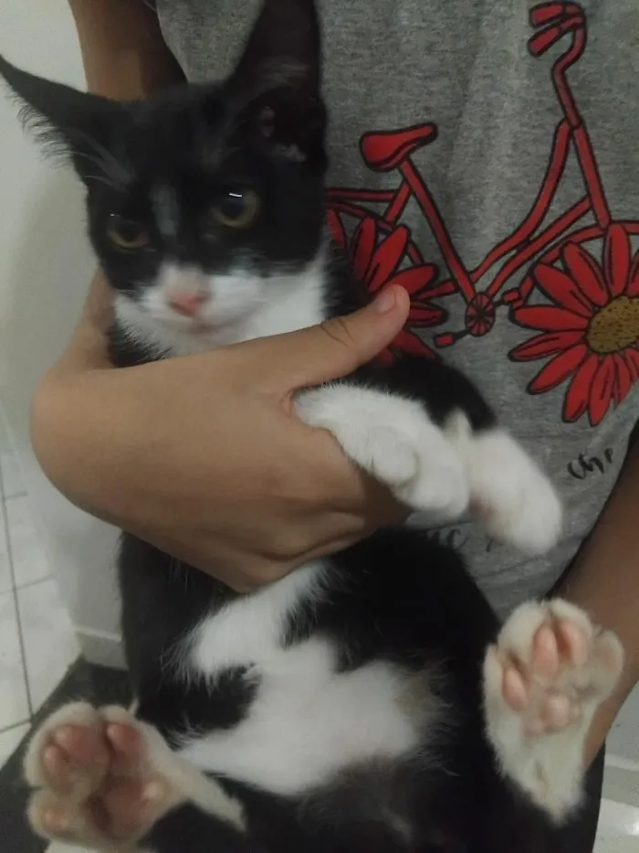 Gato raça SRD-ViraLata idade 2 a 6 meses nome Frajola