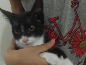 Gato raça SRD-ViraLata idade 2 a 6 meses nome Frajola