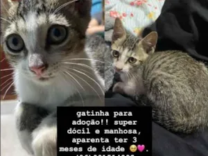 Gato raça SRD-ViraLata idade 2 a 6 meses nome Gatinha