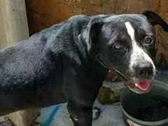 Cachorro raça Pit-Bull idade 1 ano nome petruchio