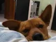 Biscui